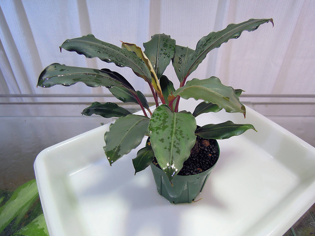 Yahoo!オークション - 0317ブセファランドラ モトレイアーナ ミリ産