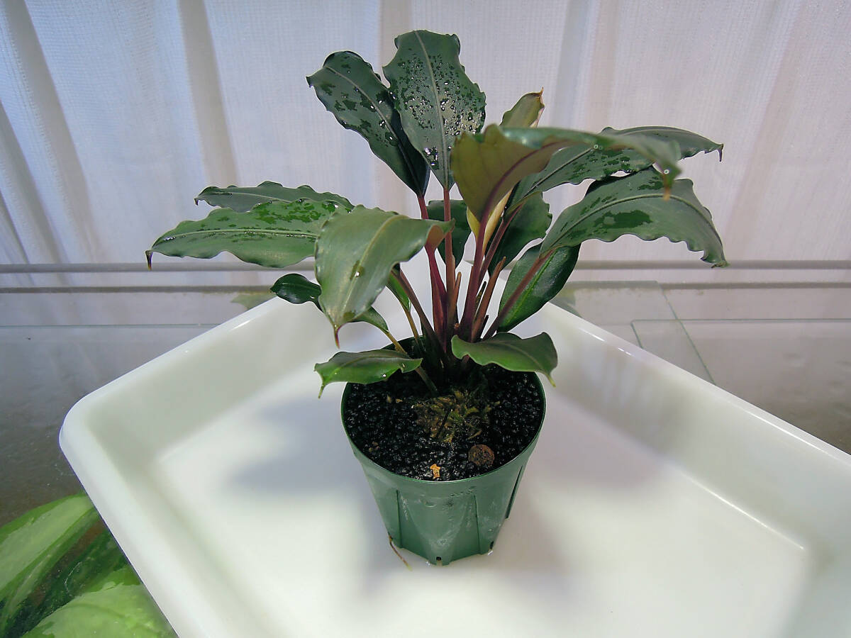 Yahoo!オークション - 0317ブセファランドラ モトレイアーナ ミリ産