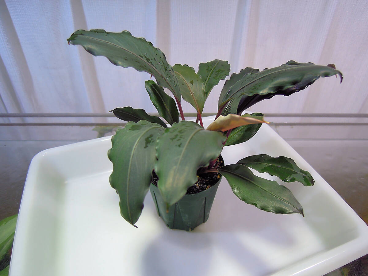 ブセファランドラ　モトレイアーナ　ミリ産　2016年　PV便 ブセファランドラ モトレイアーナ ミリ産 2016年 PV便 - メルカリ