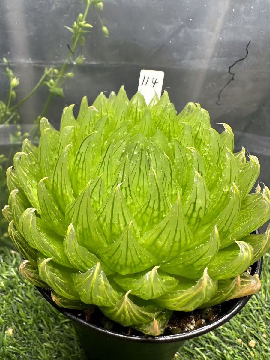 4M ハオルチア 多肉植物 大葉花水晶錦 自家繁殖 (ザ・ファーム 4M ハオルチア 多肉植物 大葉花水晶錦 自家繁殖 (ザ・ファーム