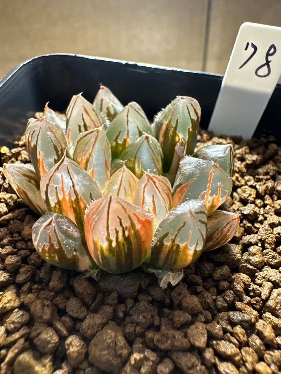 4M ハオルチア 多肉植物 大葉花水晶錦 自家繁殖 (ハオルチア 4M ハオルチア 多肉植物 大葉花水晶錦 自家繁殖 (ハオルチア