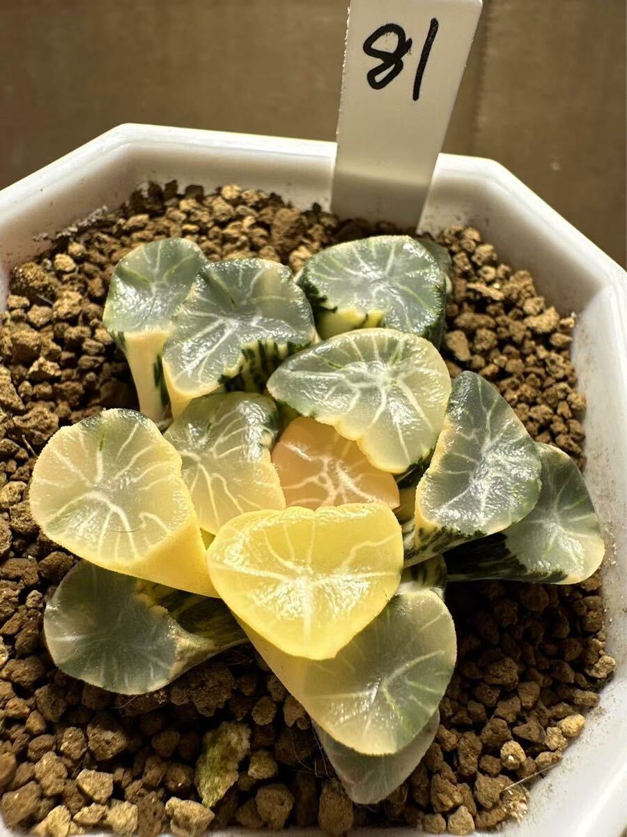 81 ハオルチア 多肉植物 稲妻Xオーロラ万象錦 自家繁殖 抜き苗 81 ハオルチア 多肉植物 稲妻Xオーロラ万象錦 自家繁殖 抜き苗