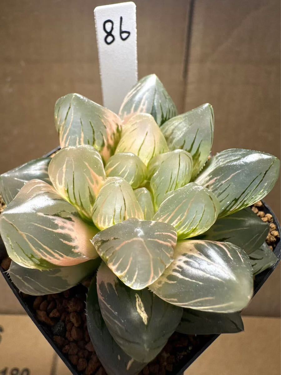 41L ハオルチア 多肉植物 織姫オブツーサ錦 自家繁殖 (86 41L ハオルチア 多肉植物 織姫オブツーサ錦 自家繁殖 (86