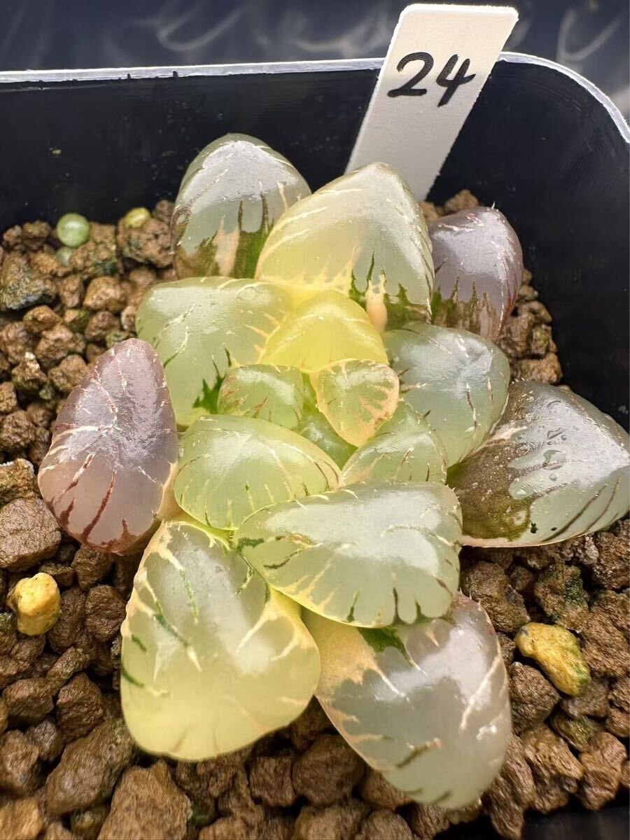 24 ハオルチア 多肉植物 大窓アイスライト錦 自家繁殖 抜き苗 24 ハオルチア 多肉植物 大窓アイスライト錦 自家繁殖 抜き苗