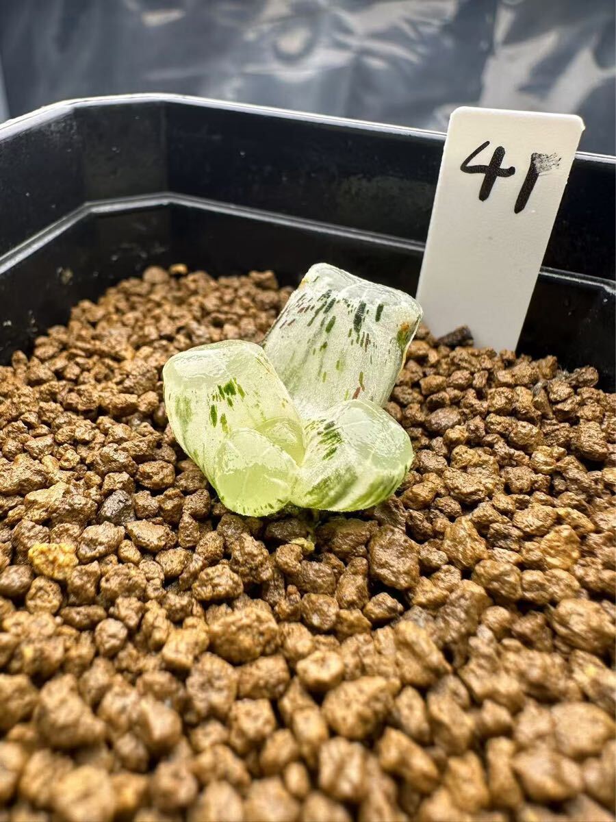 41 ハオルチア 多肉植物 オーロラ錦白糊斑 葉挿し 自家繁殖 抜き 41 ハオルチア 多肉植物 オーロラ錦白糊斑 葉挿し 自家繁殖 抜き