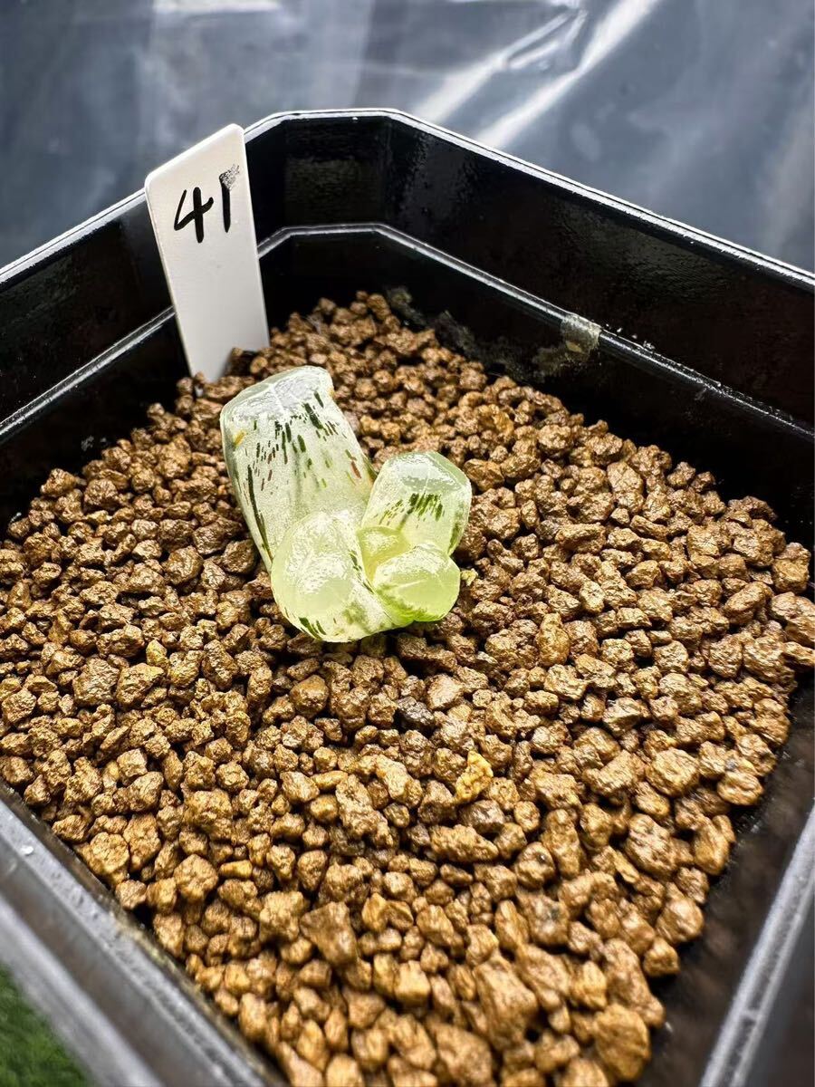 41 ハオルチア 多肉植物 オーロラ錦白糊斑 葉挿し 自家繁殖 抜き 41 ハオルチア 多肉植物 オーロラ錦白糊斑 葉挿し 自家繁殖 抜き