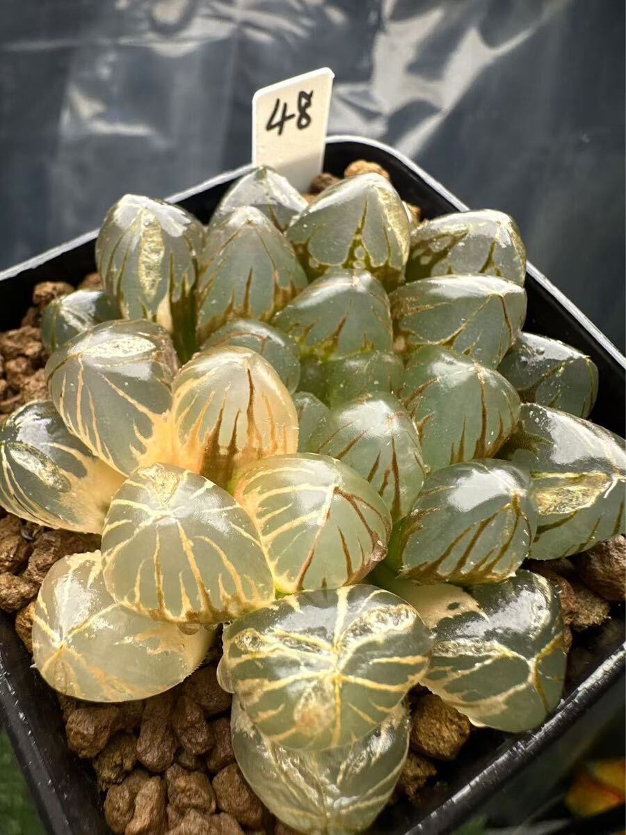 48 ハオルチア 多肉植物 OM実生錦 自家繁殖 抜き苗発送(サボテン 48 ハオルチア 多肉植物 OM実生錦 自家繁殖 抜き苗発送(サボテン
