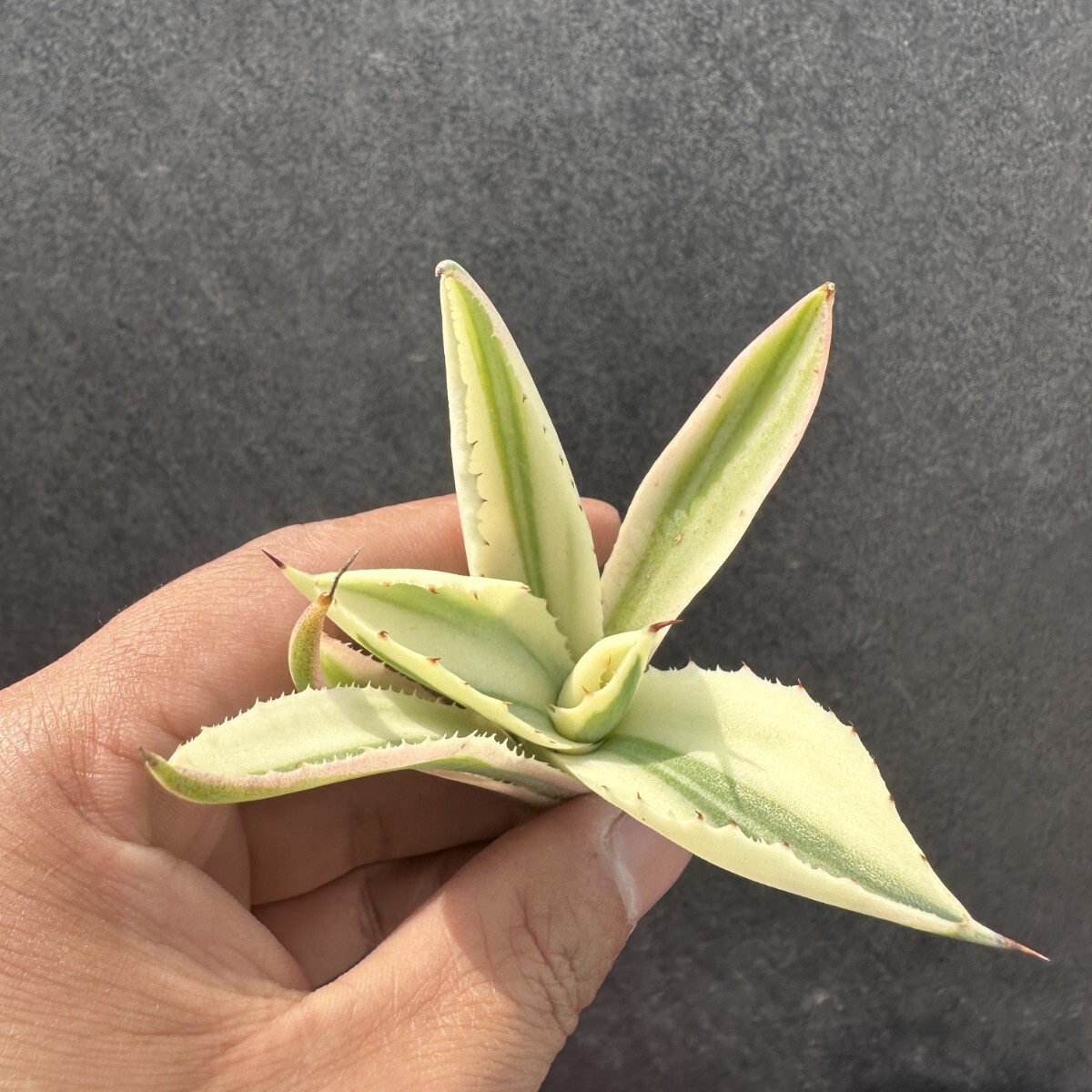 Agave Parryi Truncata 'orizaba' - アガベ パリー トランカタ