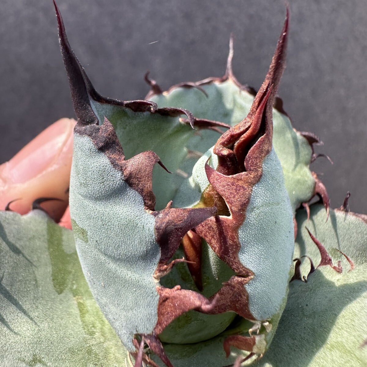 a37 多肉植物 アガベ チタノタ BEAST ビースト 極上子株 (アガベ a37 多肉植物 アガベ チタノタ BEAST ビースト 極上子株 (アガベ