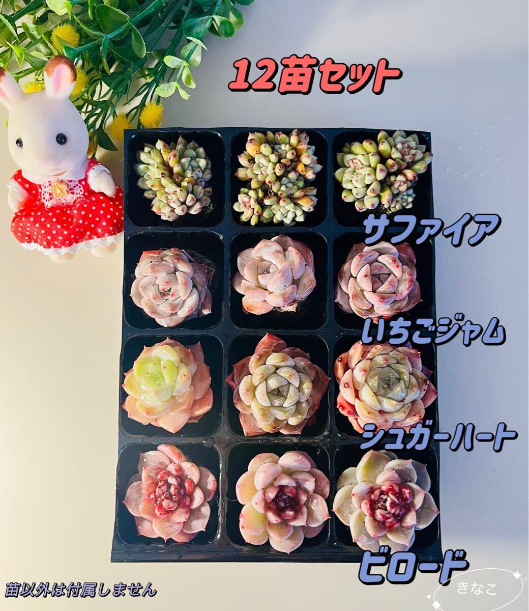 ☆再販☆土・根付き多肉植物12苗セット 韓国苗
