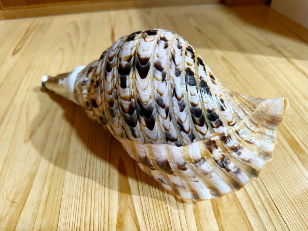 修験道法螺貝 山伏 密教 魔除け 熊よけ、ホラガイ ほら貝(和楽器 修験道法螺貝 山伏 密教 魔除け 熊よけ、ホラガイ ほら貝(和楽器