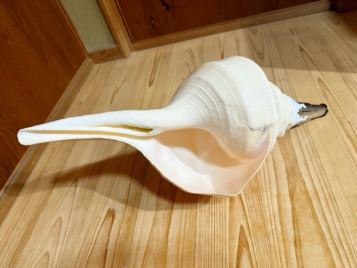 特大53.5㎝アラフラオオニシ法螺貝 ほら貝 ホラガイ爆音ですよ 特大53.5㎝アラフラオオニシ法螺貝 ほら貝 ホラガイ爆音ですよ