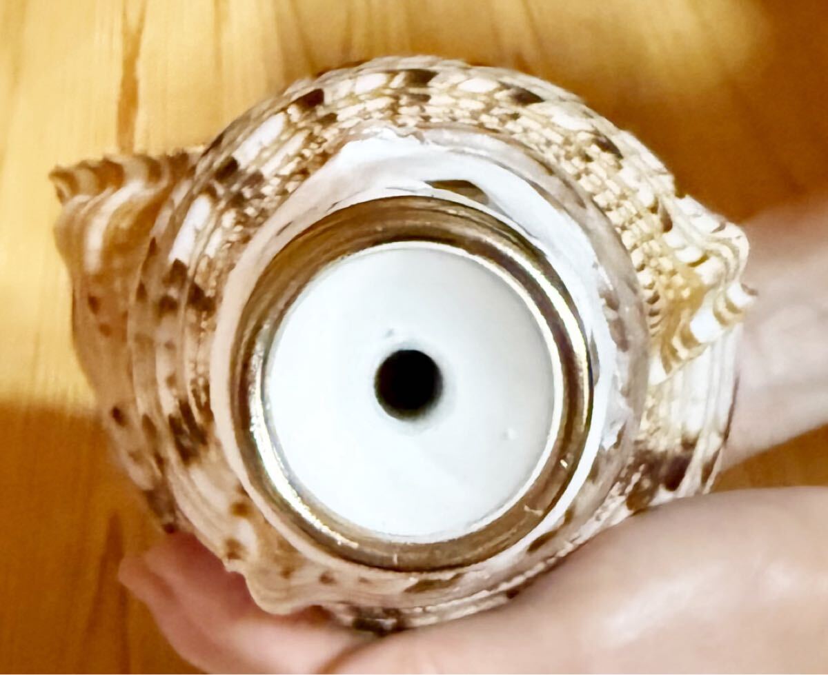 修験道法螺貝 山伏 密教 魔除け 熊よけ、ホラガイ ほら貝(和楽器 修験道法螺貝 山伏 密教 魔除け 熊よけ、ホラガイ ほら貝(和楽器