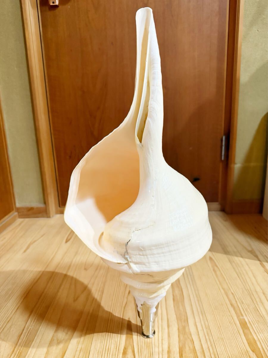 特大53.5㎝アラフラオオニシ法螺貝 ほら貝 ホラガイ爆音ですよ 特大53.5㎝アラフラオオニシ法螺貝 ほら貝 ホラガイ爆音ですよ