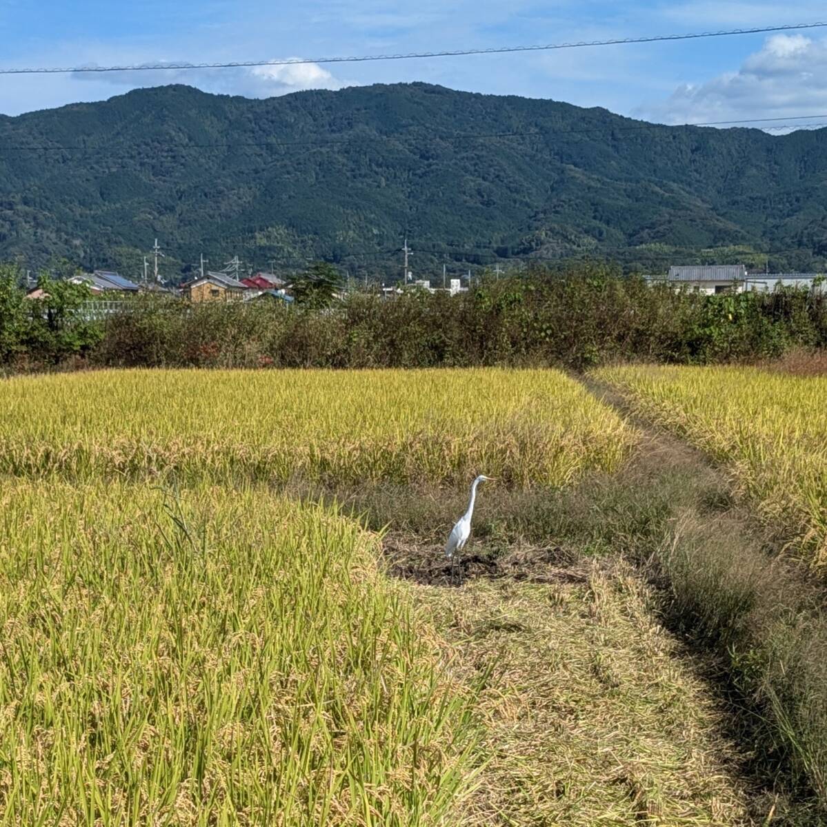 【化学肥料、農薬不使用】R6年10月収穫 こだわり緑肥有機栽培　奈良県産ヒノヒカリ玄米10kg 農家直送 【送料無料】無料精米可