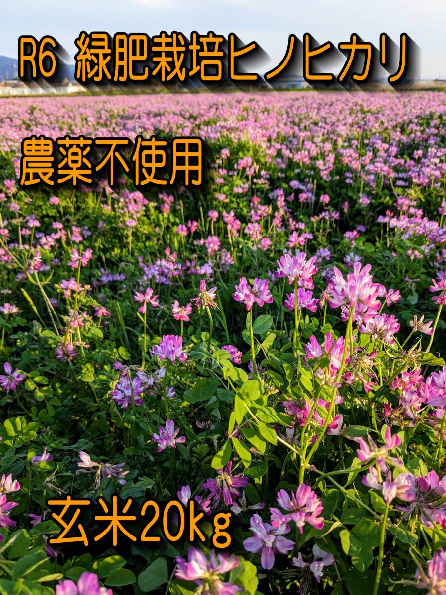 R6年10月収穫 こだわり緑肥栽培　奈良県産ヒノヒカリ玄米20kg 農家直送 無料精米可
