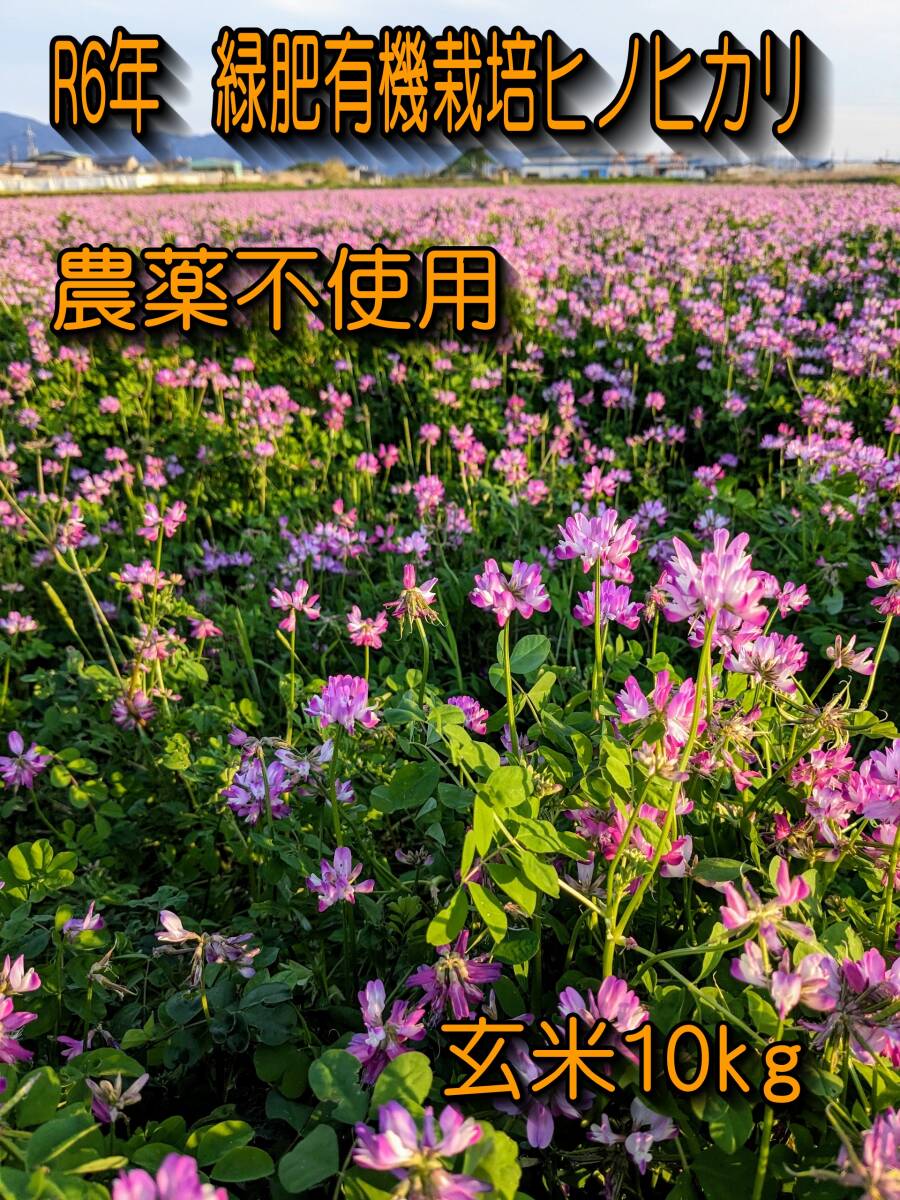 【化学肥料、農薬不使用】R6年10月収穫 こだわり緑肥有機栽培　奈良県産ヒノヒカリ玄米10kg 農家直送 【送料無料】無料精米可
