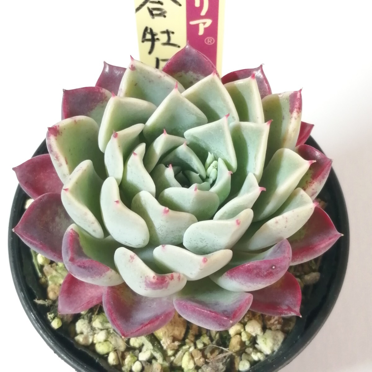 素晴らしい 百合牡丹 おらいさん苗(観葉植物 多肉植物 ミックス 素晴らしい 百合牡丹 おらいさん苗(観葉植物 多肉植物 ミックス