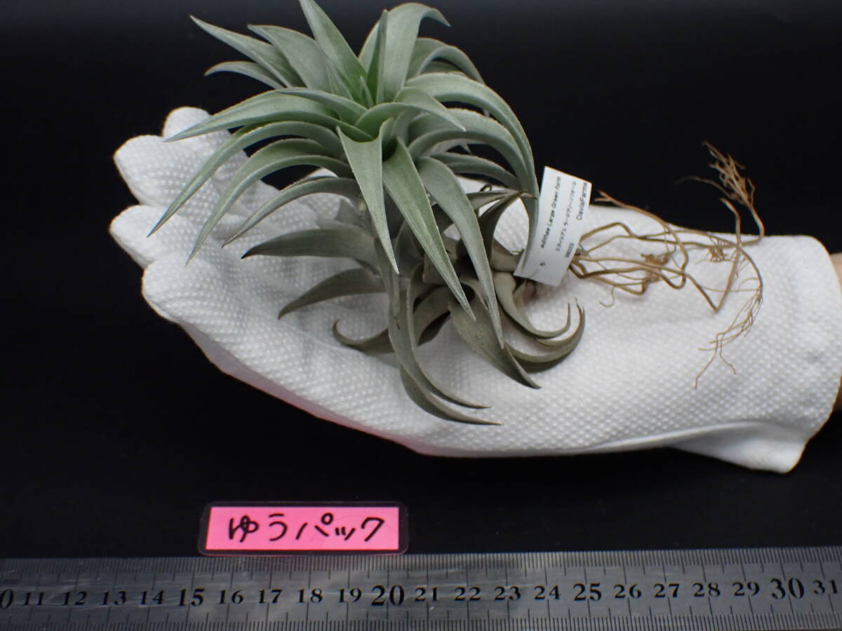 Tillandsia edithae Large Green form チランジア・エディシアエ Tillandsia edithae Large Green form チランジア・エディシアエ