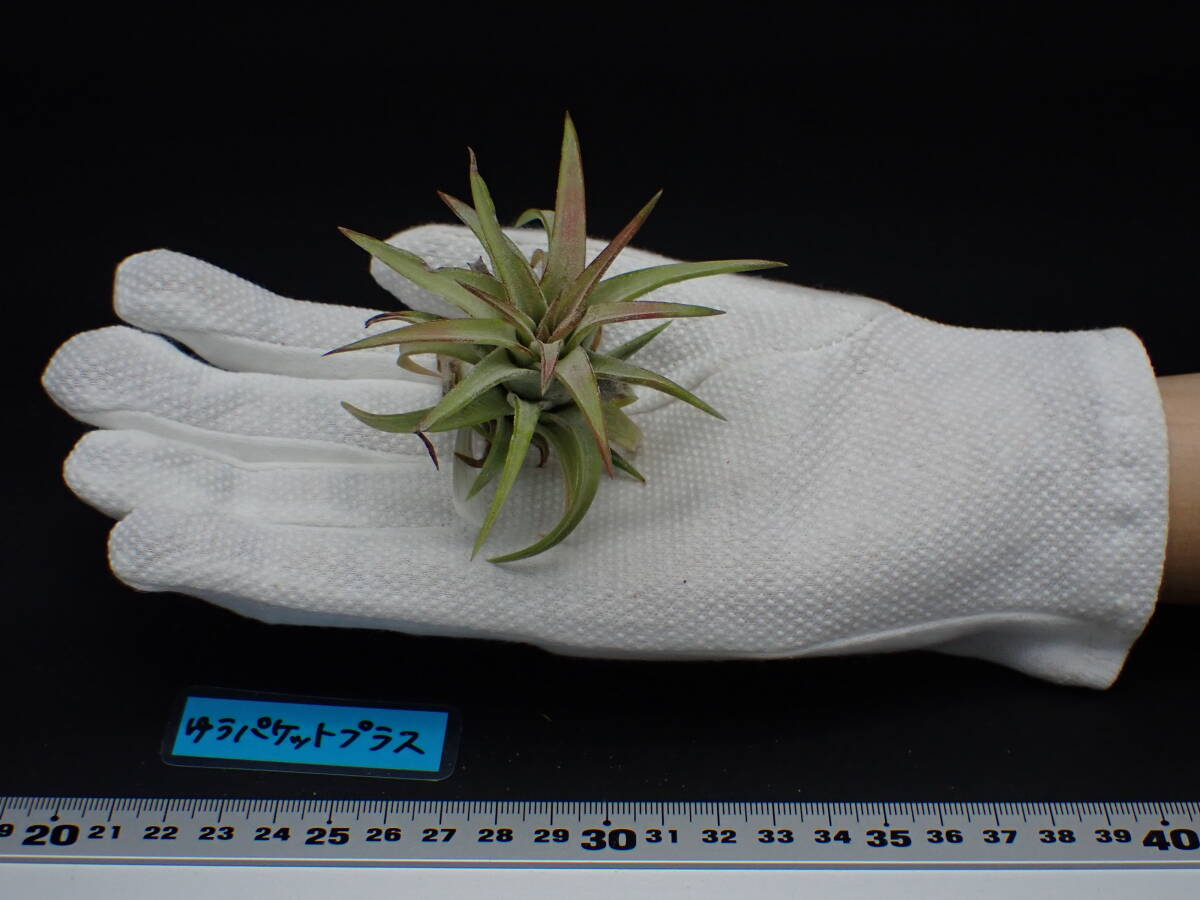 Tillandsia ionantha v.vanhyningii Giant Form チランジア Tillandsia ionantha v.vanhyningii Giant Form チランジア