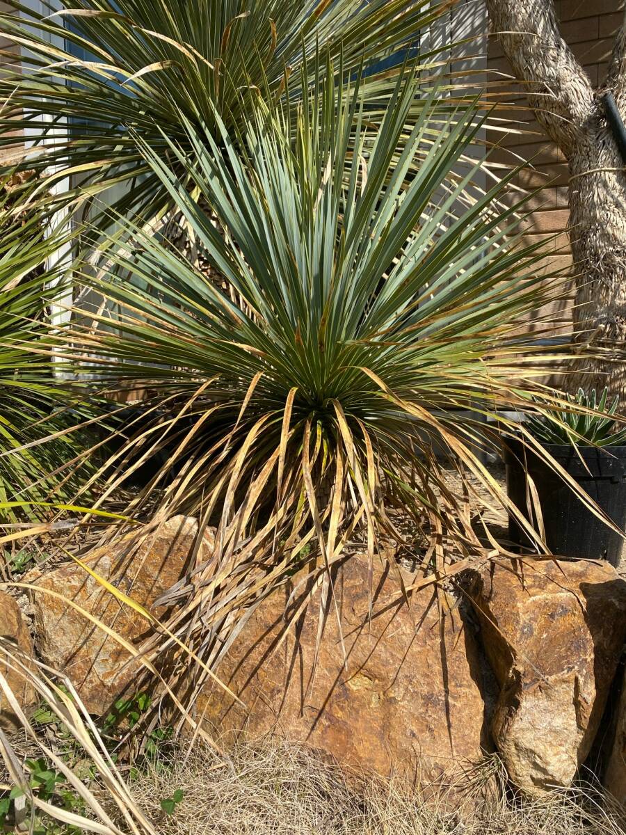 ユッカ ロストラーダ 美株 ユッカ ロストラータ90㎝ 10号 美株 Amazon