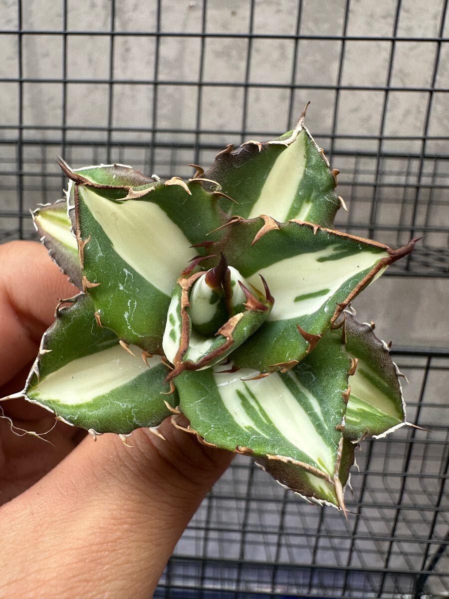FJ Agave】84アガベ チタノタ 太陽神錦 瓷白中斑錦 鮮明錦 FJ Agave】84アガベ チタノタ 太陽神錦 瓷白中斑錦 鮮明錦