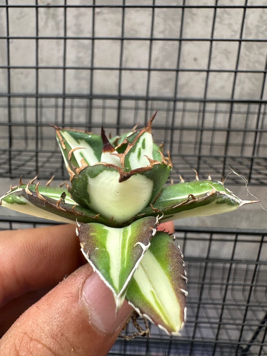 FJ Agave】84アガベ チタノタ 太陽神錦 瓷白中斑錦 鮮明錦 FJ Agave】84アガベ チタノタ 太陽神錦 瓷白中斑錦 鮮明錦