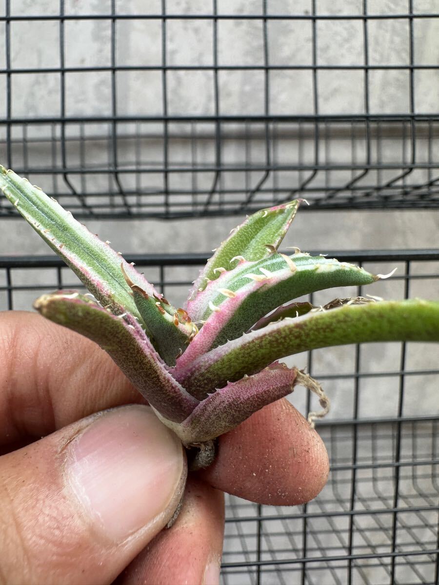 FJ Agave】-34アガベ チタノタ 姫巌竜錦 極上斑入り白覆輪錦 FJ Agave】-34アガベ チタノタ 姫巌竜錦 極上斑入り白覆輪錦