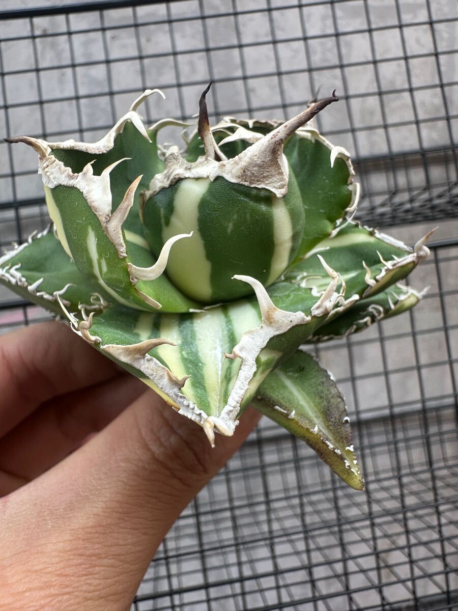 FJ Agave】-70アガベ チタノタ南アフリカダイヤモンド錦 SAD 斑 FJ Agave】-70アガベ チタノタ南アフリカダイヤモンド錦 SAD 斑