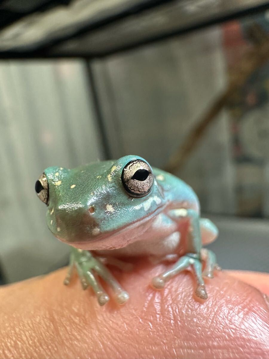 イエアメ3匹上陸組🐸✨ 綺麗〜に上陸順に並んでます笑 大きさが