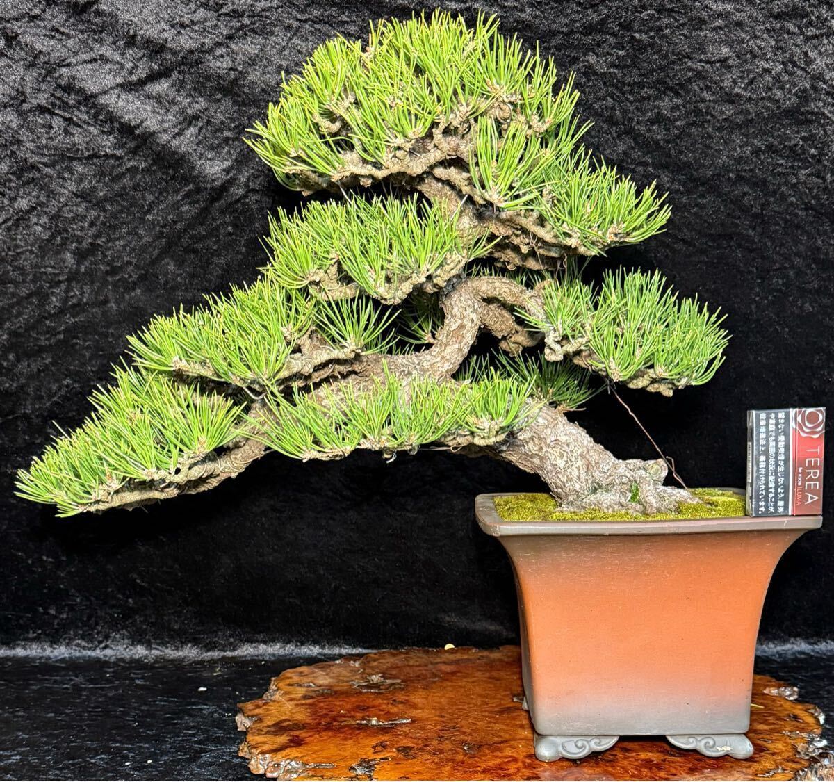古木 即展示 黒松 ◇◇ 樹高37cm 松伯 ' 黒松 ' 盆栽鉢 ' 展示会 古木 即展示 黒松 ◇◇ 樹高37cm 松伯 ' 黒松 ' 盆栽鉢 ' 展示会