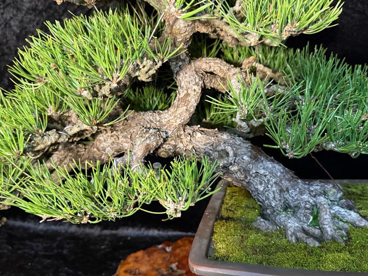 古木 即展示 黒松 ◇◇ 樹高37cm 松伯 ' 黒松 ' 盆栽鉢 ' 展示会 古木 即展示 黒松 ◇◇ 樹高37cm 松伯 ' 黒松 ' 盆栽鉢 ' 展示会