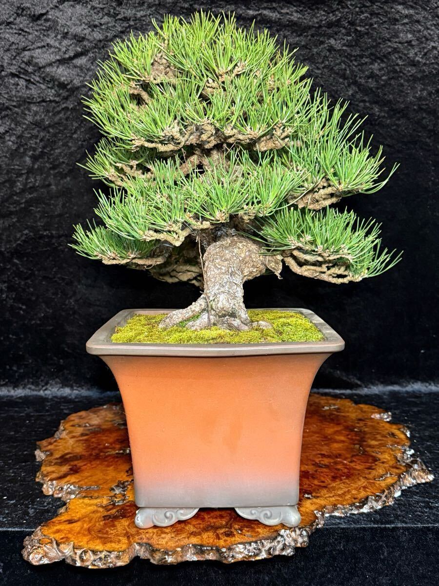 古木 即展示 黒松 ◇◇ 樹高37cm 松伯 ' 黒松 ' 盆栽鉢 ' 展示会 古木 即展示 黒松 ◇◇ 樹高37cm 松伯 ' 黒松 ' 盆栽鉢 ' 展示会