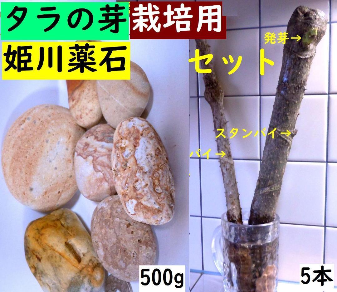 春です！タラの芽・ 天然たらの木・穂木5本の栽培キット＆姫川薬石500gセットC