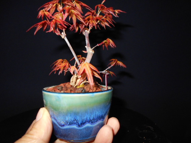 伊豆盆栽>紅千鳥もみじ太幹>小品盆栽“短寸仕立樹高10cm 盆栽 伊豆盆栽>紅千鳥もみじ太幹>小品盆栽“短寸仕立樹高10cm 盆栽