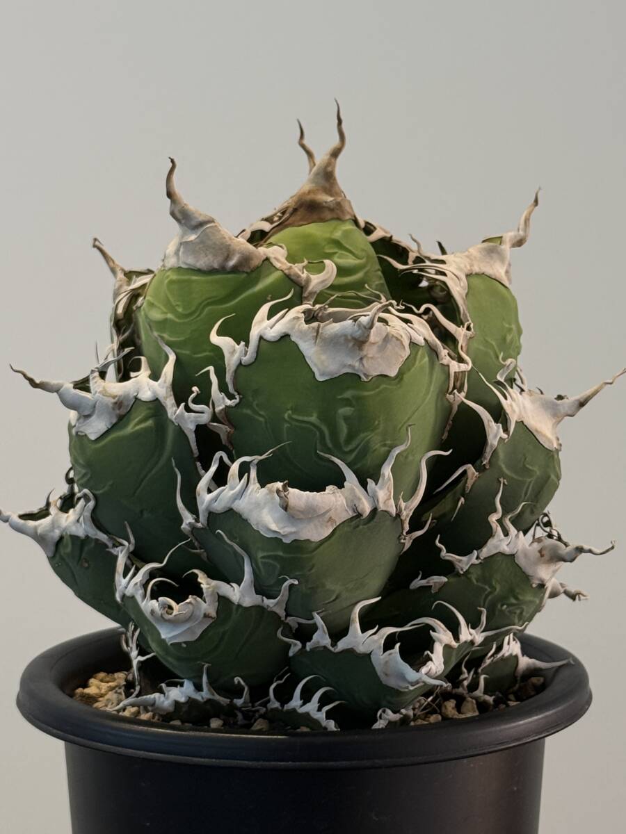 アガベ チタノタ BAKEMONO 親株 (N plants - . Agave titanota アガベ チタノタ BAKEMONO 親株 (N plants - . Agave titanota