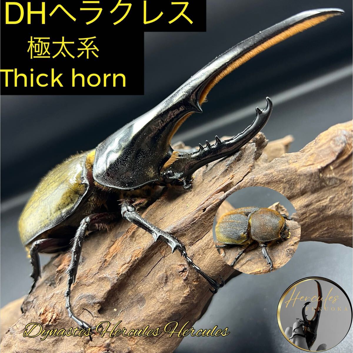 DHヘラクレス♂151mm ♀72mm/ ヘラクレス ヘラクレスオオカブト