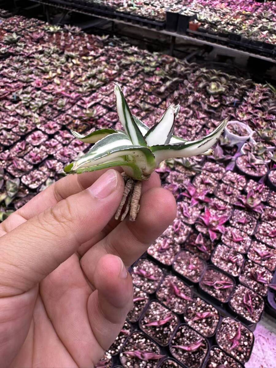 キ*グ様 オークション【GW数量限定】14 速達　希少　根付き　アガベ　氷山白中 2025年最新】アガベ 氷山 中斑の人気アイテム - メルカリ