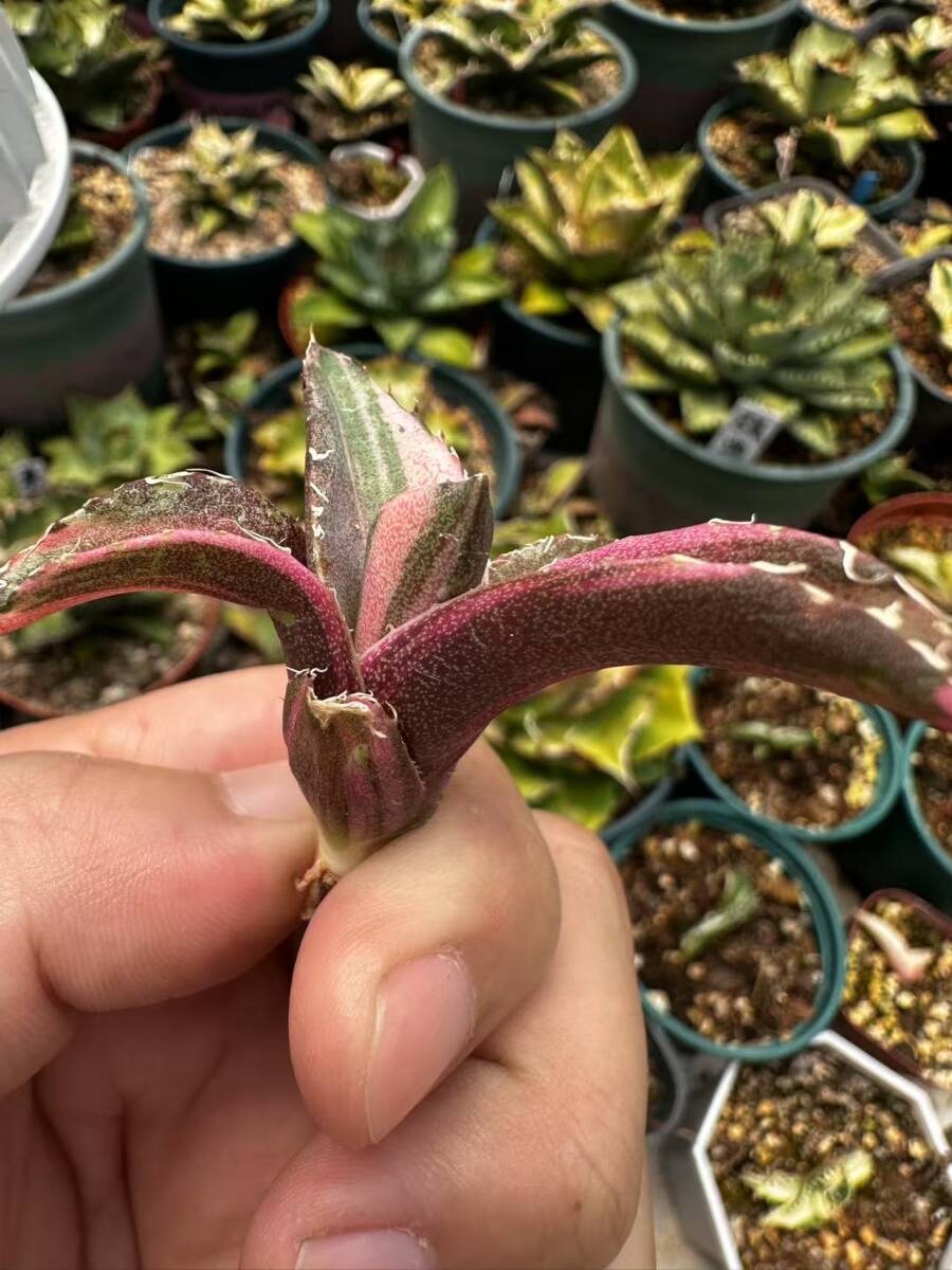 6多肉植物 アガベ チタノタ 黒豹錦 極上斑入り白縞斑錦 鮮明錦 6多肉植物 アガベ チタノタ 黒豹錦 極上斑入り白縞斑錦 鮮明錦