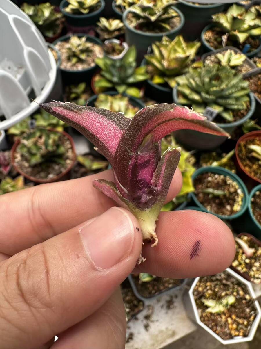 6多肉植物 アガベ チタノタ 黒豹錦 極上斑入り白縞斑錦 鮮明錦 6多肉植物 アガベ チタノタ 黒豹錦 極上斑入り白縞斑錦 鮮明錦
