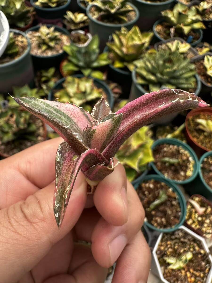 6多肉植物 アガベ チタノタ 黒豹錦 極上斑入り白縞斑錦 鮮明錦 6多肉植物 アガベ チタノタ 黒豹錦 極上斑入り白縞斑錦 鮮明錦