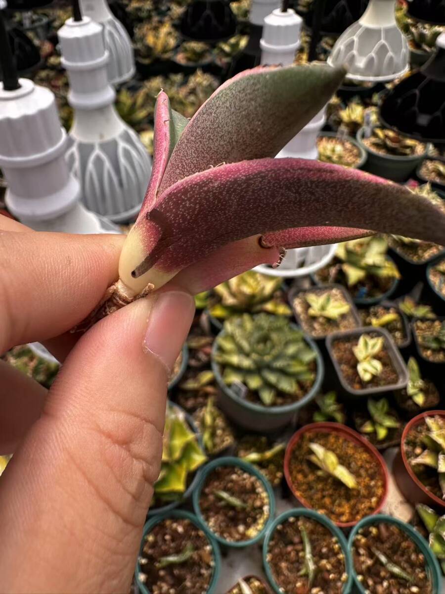 m*u様 A186 特選 アガベ チタノタ 氷山 鮮明錦 白中斑 極上株 激レア m*u様 A186 特選 アガベ チタノタ 氷山 鮮明錦 白中斑 極上株 激