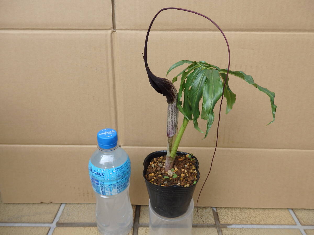 item_image_2