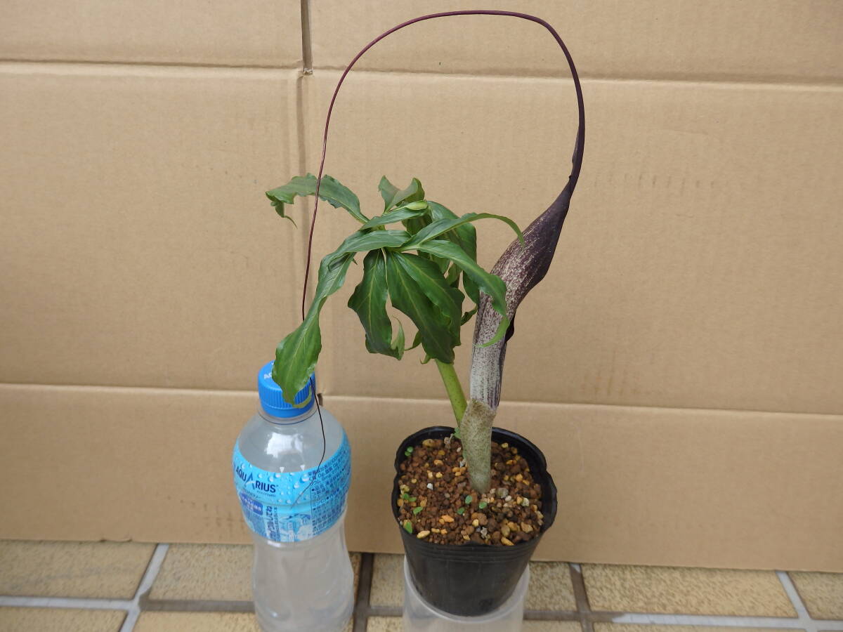 item_image_4