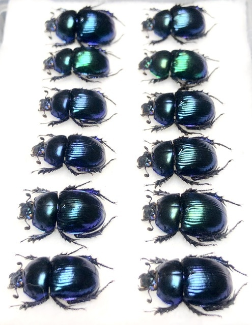 札幌発】オオセンチコガネ コガネムシ 昆虫標本 no.48(虫類 札幌発】オオセンチコガネ コガネムシ 昆虫標本 no.48(虫類