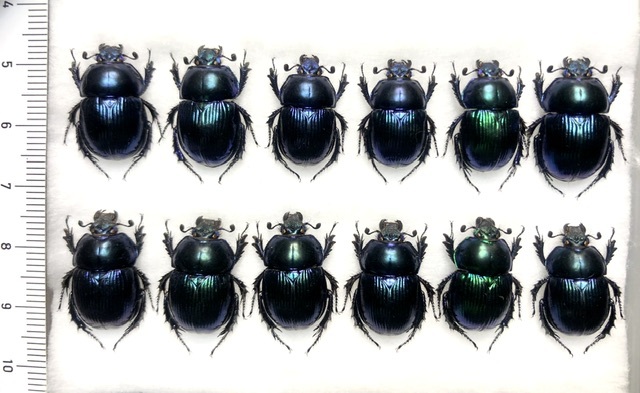 札幌発】オオセンチコガネ コガネムシ 昆虫標本 no.48(虫類 札幌発】オオセンチコガネ コガネムシ 昆虫標本 no.48(虫類