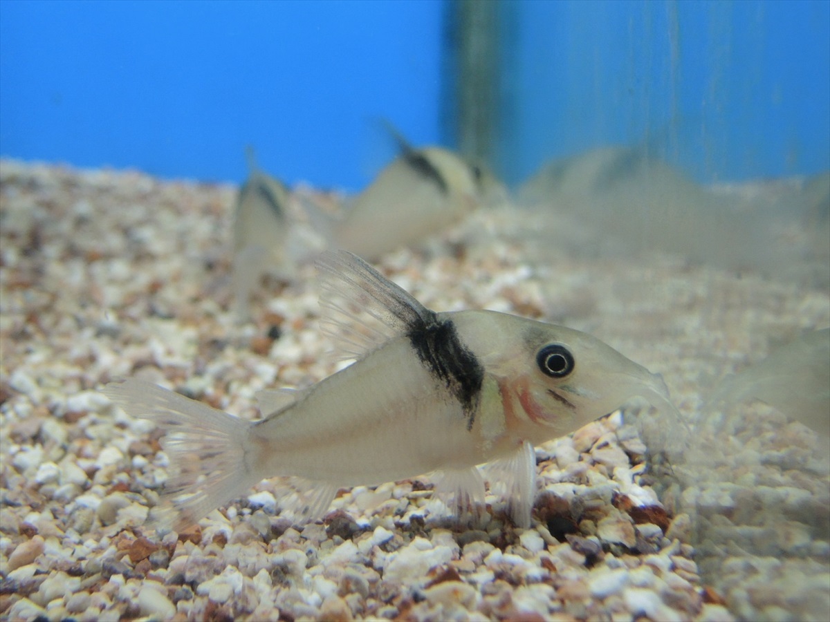 *iwoya* Corydoras va-jinae2 шт комплект 