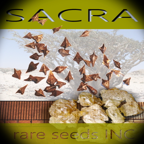 本物■フランキンセンス ボスウェリア サクラ 新鮮 種子5粒 Boswellia Sacra　最高級 乳香 美容 **ц** 　⑯