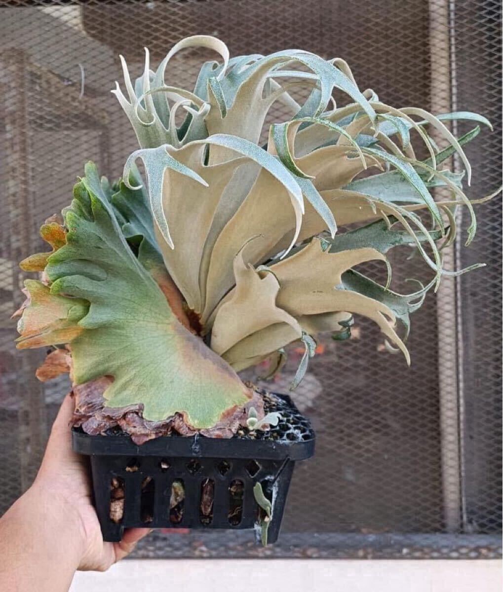 P. willinckii TFN #1 OC pup ビカクシダ ウィリンキー 子株 P. willinckii TFN #1 OC pup ビカクシダ ウィリンキー 子株