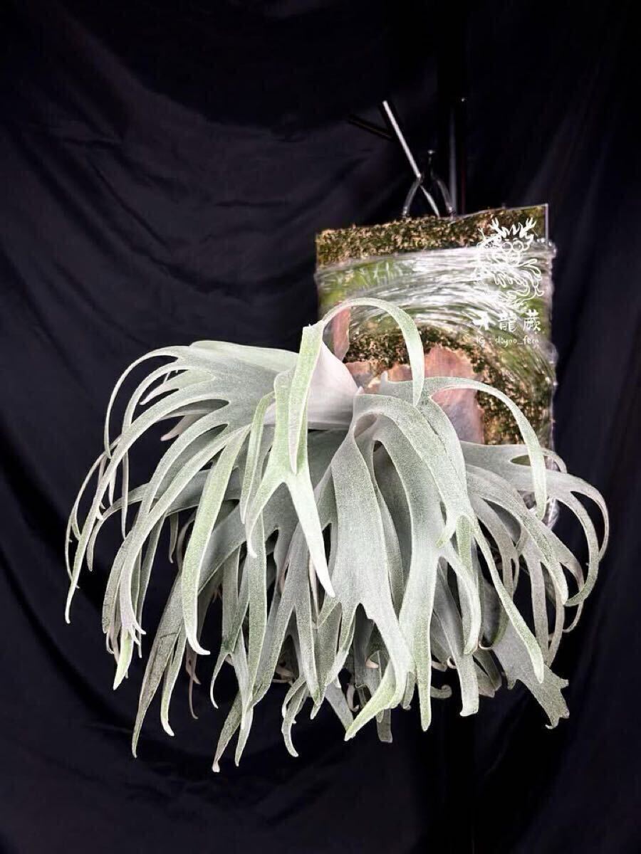 P. willinckii TFN #1 OC pup ビカクシダ ウィリンキー 子株 P. willinckii TFN #1 OC pup ビカクシダ ウィリンキー 子株